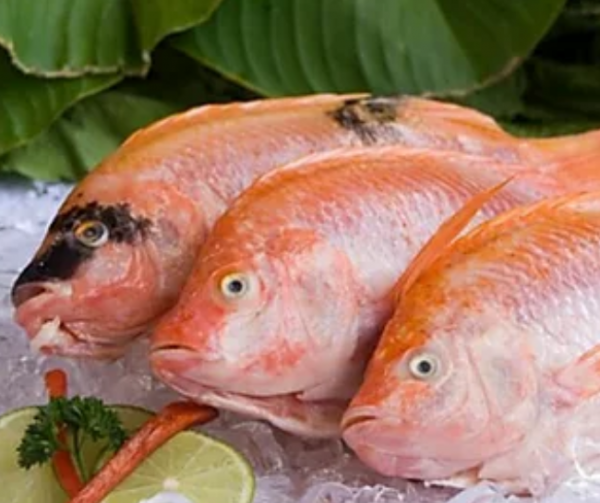 Mojarra Roja 1000g