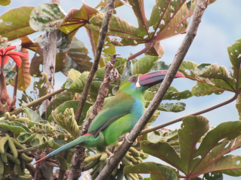 aa_0020 Tucan Colirrojo Aulacorhynchus haematopygus