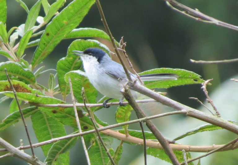 aa_113 Curruca tropical Polioptila plumbea