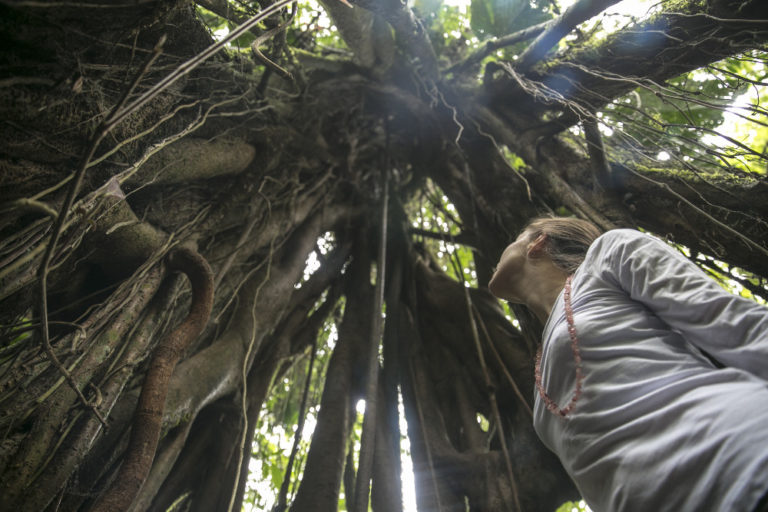 12. Bajo el Arbol