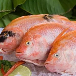 Mojarra Roja 1000g